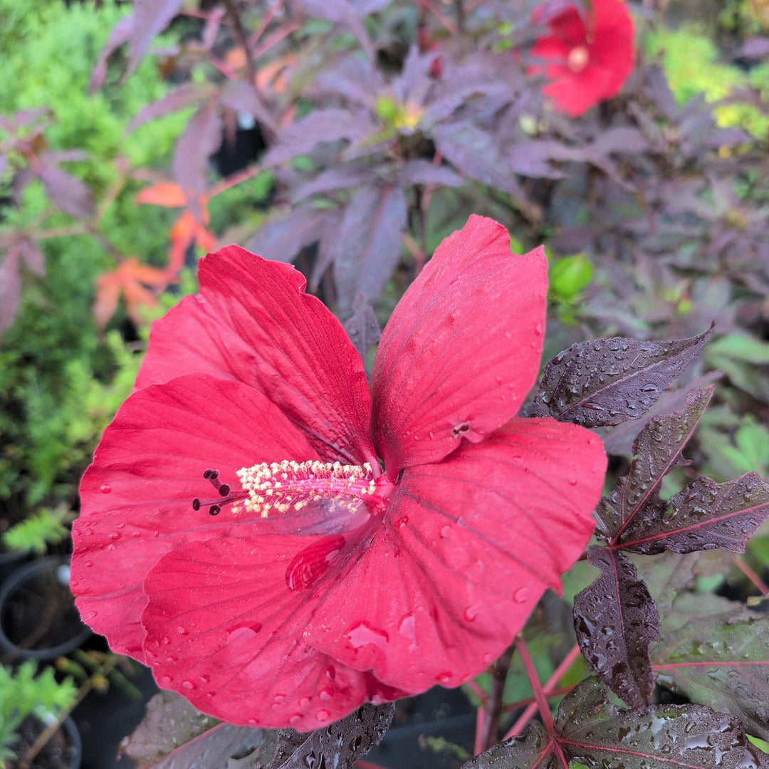 Hibiscus 'Midnight Marvel' ~ Midnight Marvel Red Leaf Hibiscus-ServeScape