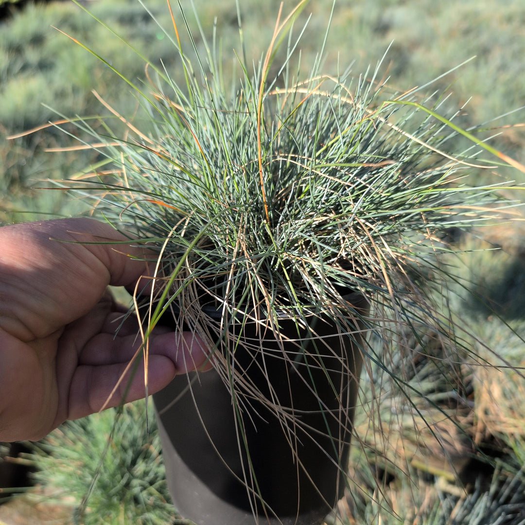 Festuca glauca 'Elijah Blue' ~ Blue Fescue-ServeScape