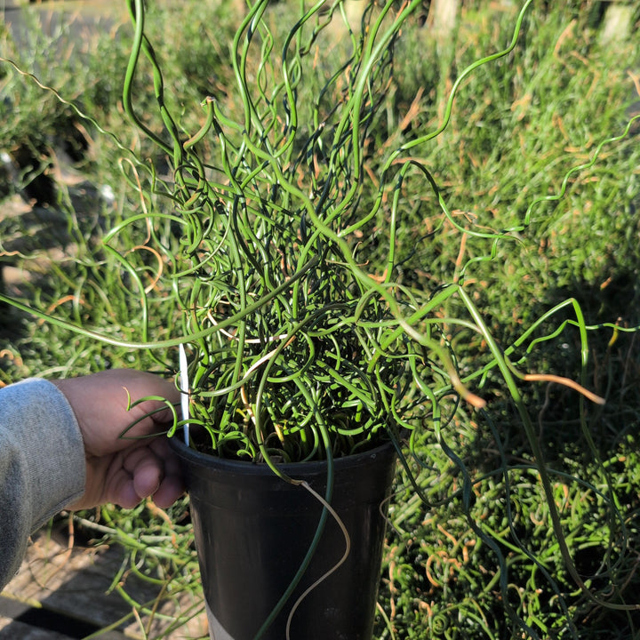 Juncus effusus 'Big Twister' ~ Big Twister Corkscrew Rush-ServeScape