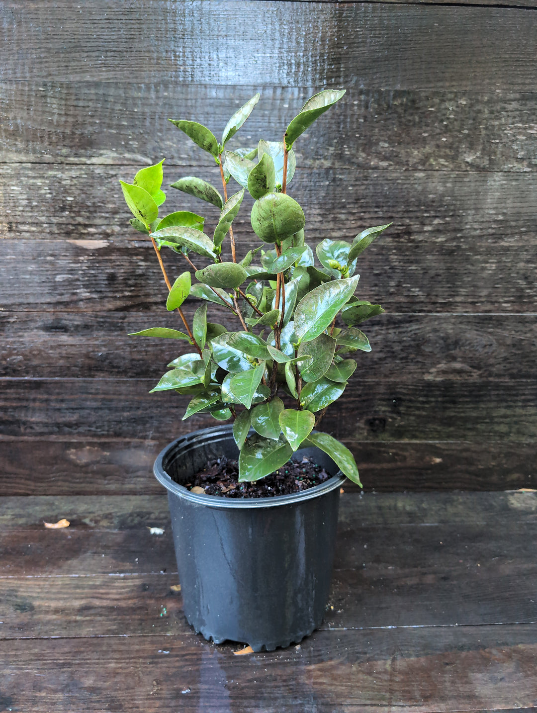 Camellia japonica 'Elizabeth Ann' ~ Elizabeth Ann Camellia-ServeScape