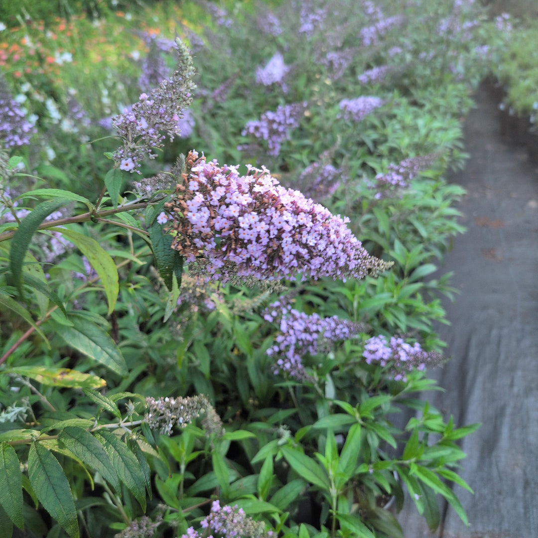 Buddleia 'Grand Cascade' ~ Grand Cascade Butterfly Bush-ServeScape