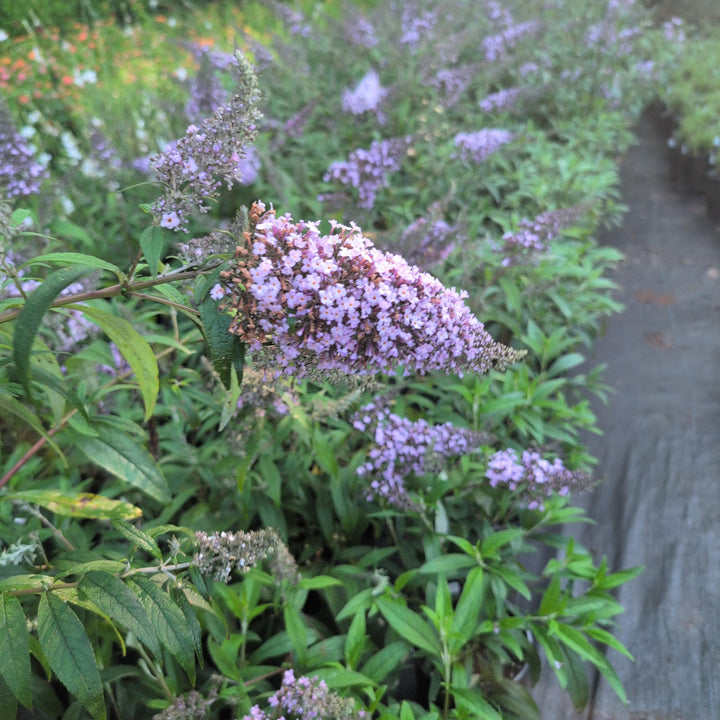 Buddleia 'Grand Cascade' ~ Grand Cascade Butterfly Bush-ServeScape