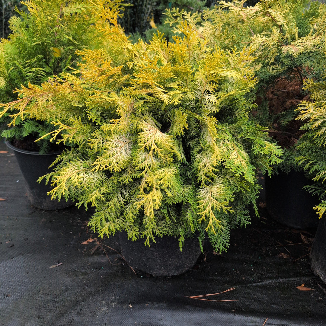Chamaecyparis obtusa 'Crippsii' ~ Golden Hinoki False Cypress-ServeScape