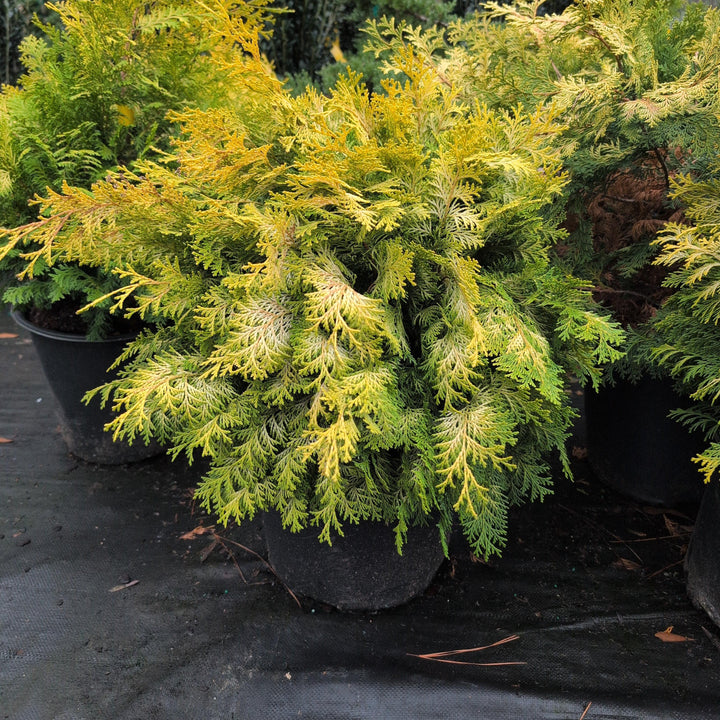 Chamaecyparis obtusa 'Crippsii' ~ Golden Hinoki False Cypress-ServeScape