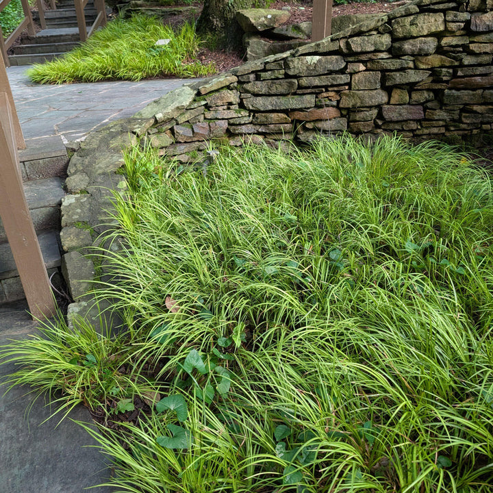 Acorus gramineus 'Ogon' ~ Graceful Grasses® Golden Variegated Sweet Flag-ServeScape