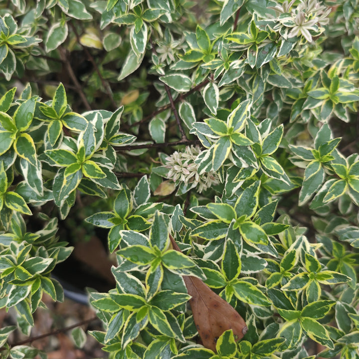 Abelia x grandiflora 'Radiance' ~ Radiance Glossy Abelia-ServeScape