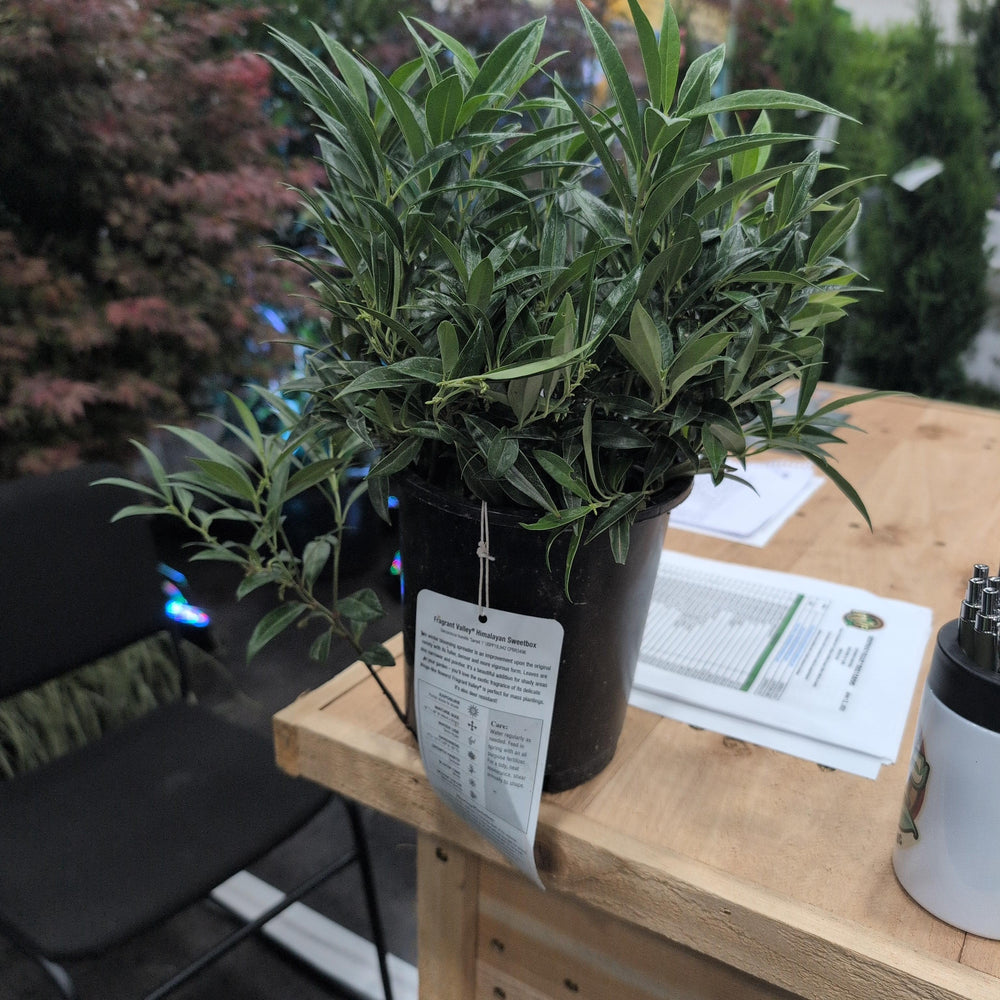 Sarcococca hookeriana var. humilis 'Sarsid1' ~ Fragrant Valley™ Dwarf Sweetbox-ServeScape