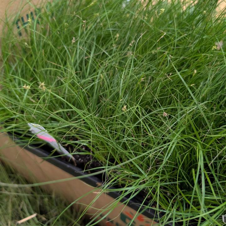Carex texensis ~ Texas Sedge-ServeScape