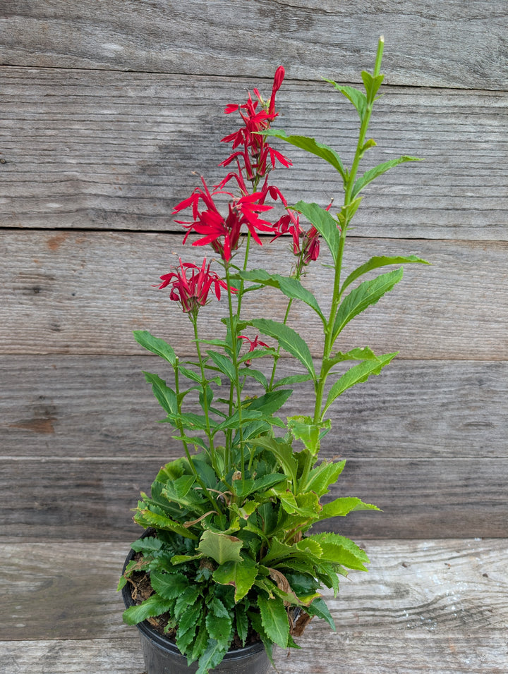 Lobelia cardinalis ~ Cardinal Flower