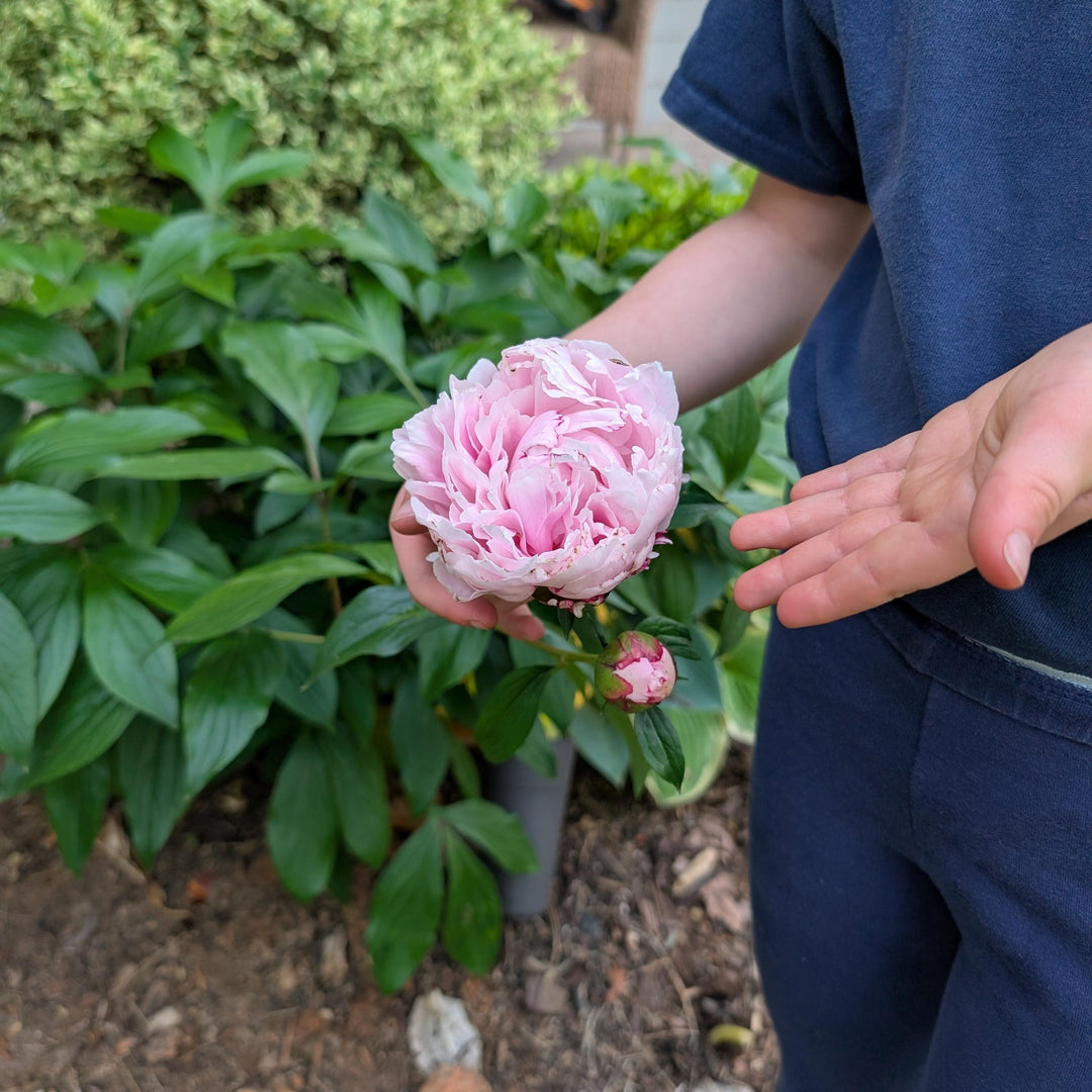 Paeonia lactiflora 'Sarah Bernhardt' ~ Sarah Bernhardt Peony-ServeScape
