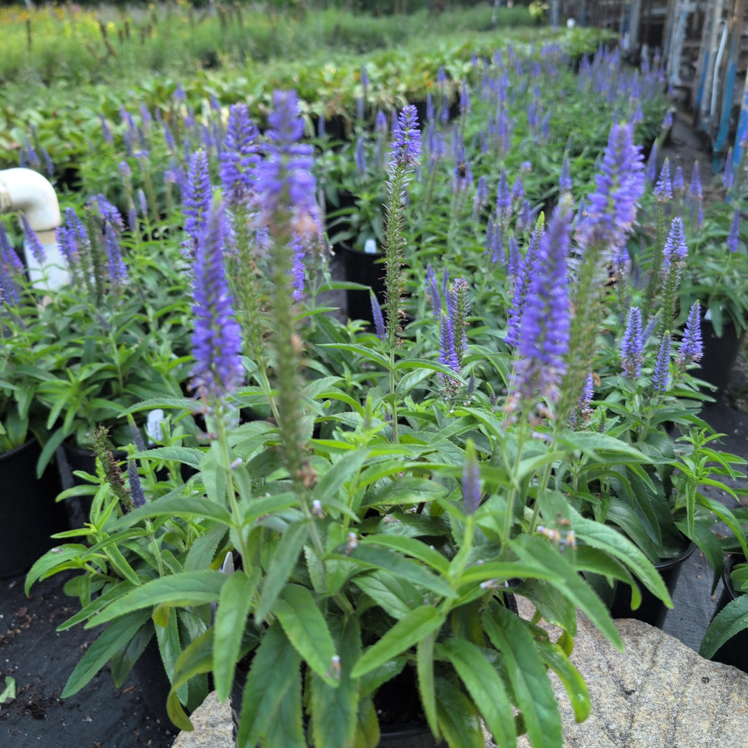 Veronica x hybrida 'Novaverblu' ~ Moody Blues® Dark Blue Veronica, Speedwell-ServeScape