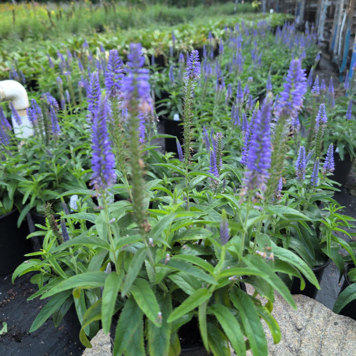 Veronica x hybrida 'Novaverblu' ~ Moody Blues® Dark Blue Veronica, Speedwell-ServeScape