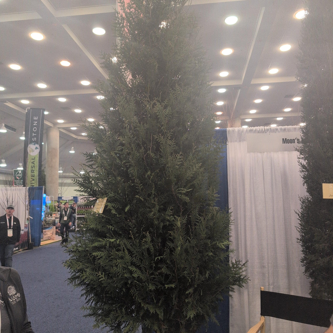 Thuja plicata 'TPMTF' ~ Everyst® Western Cedar-ServeScape