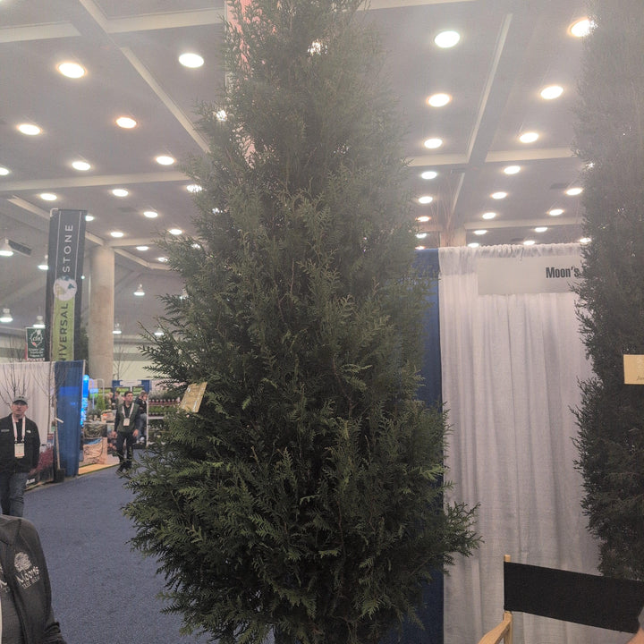 Thuja plicata 'TPMTF' ~ Everyst® Western Cedar-ServeScape