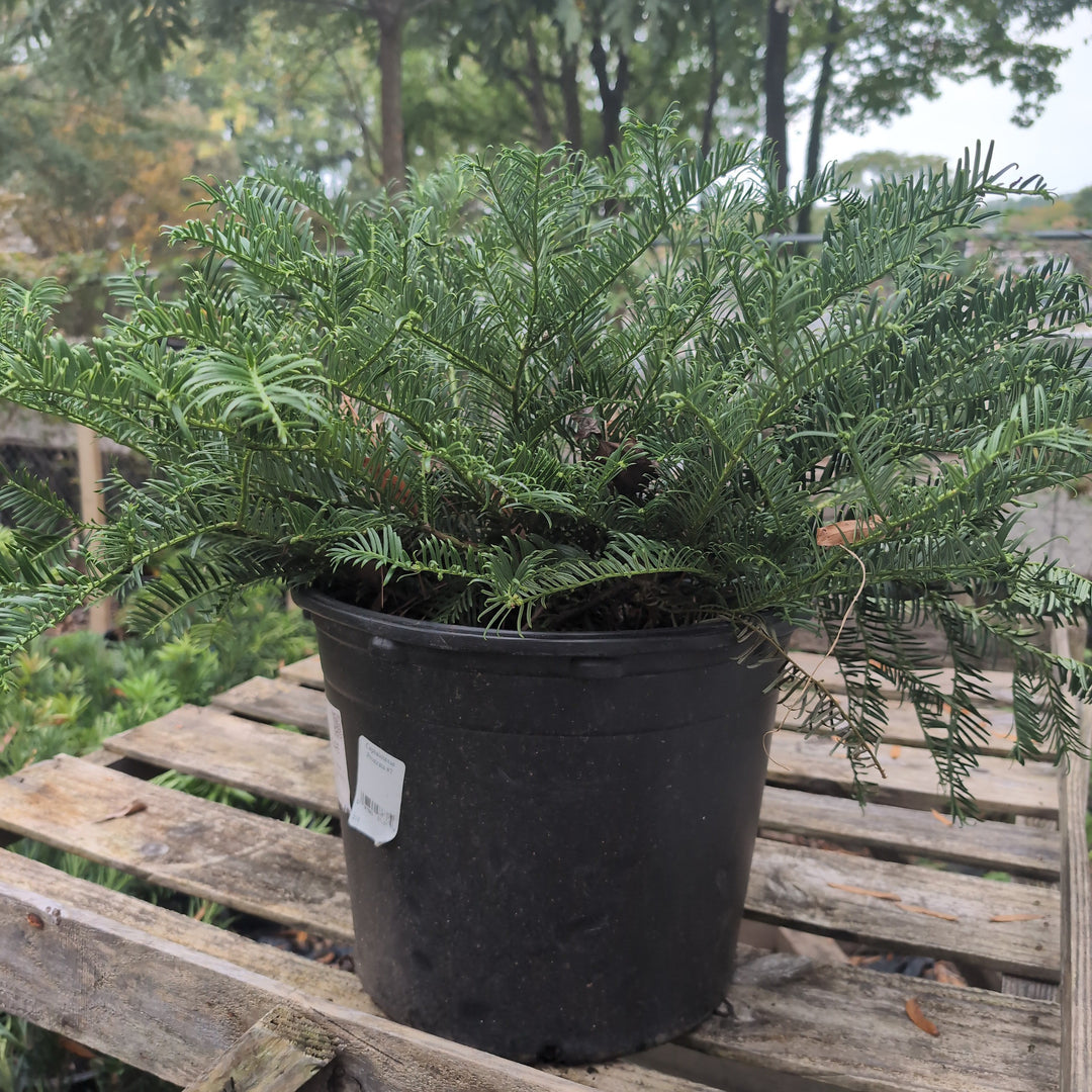 Cephalotaxus harringtonia 'Prostrata' ~ Creeping Japanese Plum Yew, Spreading Plum Yew-ServeScape