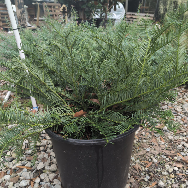 Cephalotaxus harringtonia 'Prostrata' ~ Creeping Japanese Plum Yew, Spreading Plum Yew-ServeScape