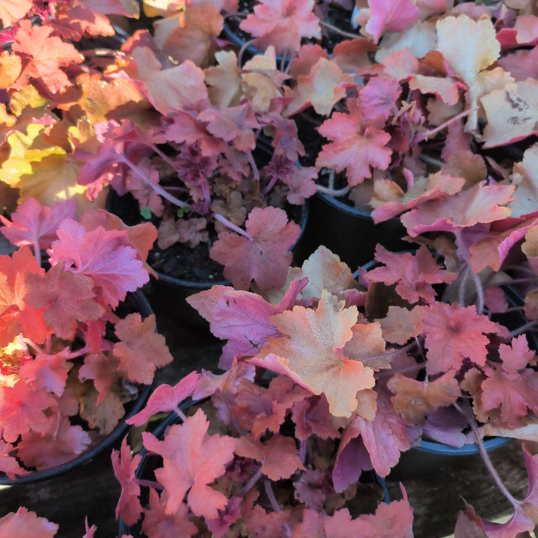 Heuchera 'Orange Dream' ~ Orange Dream Coral Bells, Alumroot-ServeScape