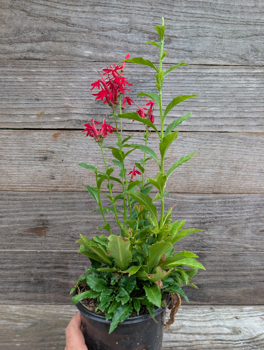 Lobelia cardinalis ~ Cardinal Flower