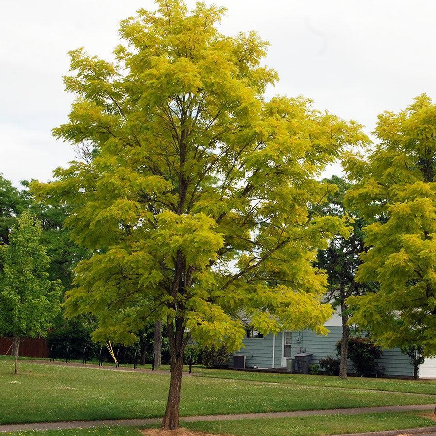 Robinia pseudoacacia 'Frissia' ~ Golden Locust, Frisia Black Locust-ServeScape
