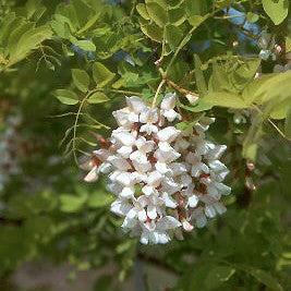 Robinia pseudoacacia 'Frissia' ~ Golden Locust, Frisia Black Locust-ServeScape