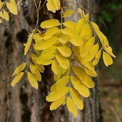 Robinia pseudoacacia 'Frissia' ~ Golden Locust, Frisia Black Locust-ServeScape