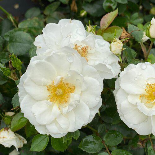 Rosa 'Bozmillwin' PP28197 ~ PW® Color Choice® Oso Easy Ice Bay® Rose-ServeScape