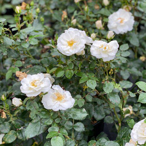 Rosa 'Bozmillwin' PP28197 ~ PW® Color Choice® Oso Easy Ice Bay® Rose-ServeScape