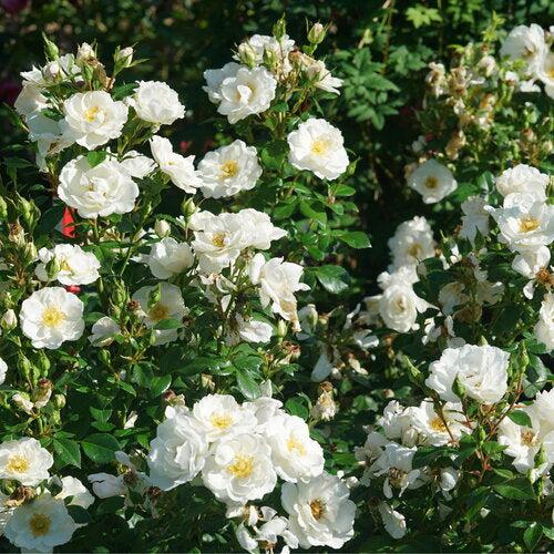 Rosa 'Bozmillwin' PP28197 ~ PW® Color Choice® Oso Easy Ice Bay® Rose-ServeScape