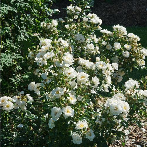 Rosa 'Bozmillwin' PP28197 ~ PW® Color Choice® Oso Easy Ice Bay® Rose-ServeScape