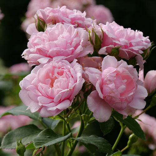 Rosa x 'BOZFRA021' USPP34,945 ~ Color Choice® Reminiscent® Pink Rose-ServeScape