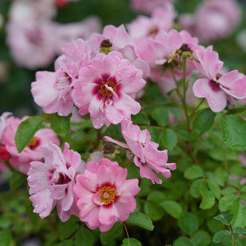 Rosa x 'ChewDelight' ~ Ringo® Double Pink Rose-ServeScape