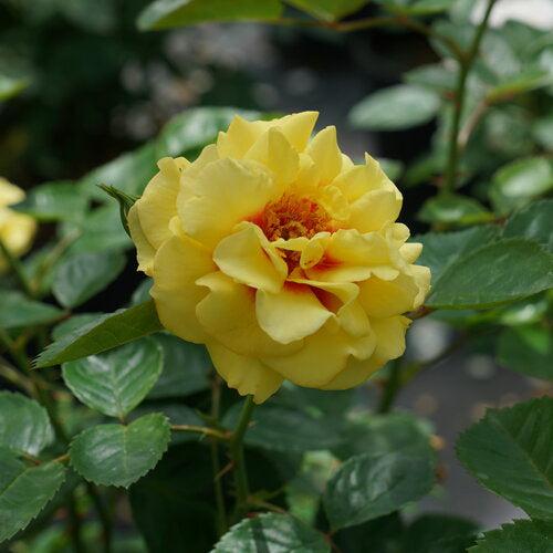 Rosa x 'ChewGateway' ~ Rise Up® Ringo® Climbing Rose-ServeScape