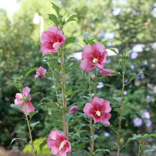 Hibiscus syriacus 'GFNHSRP' ~ Red Pillar® Rose of Sharon-ServeScape