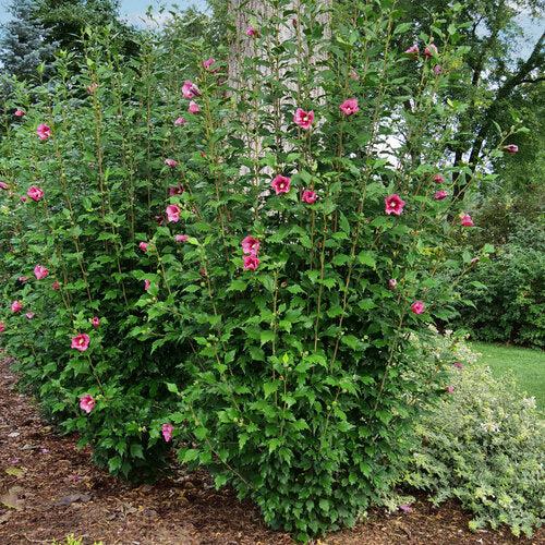 Hibiscus syriacus 'GFNHSRP' ~ Red Pillar® Rose of Sharon-ServeScape