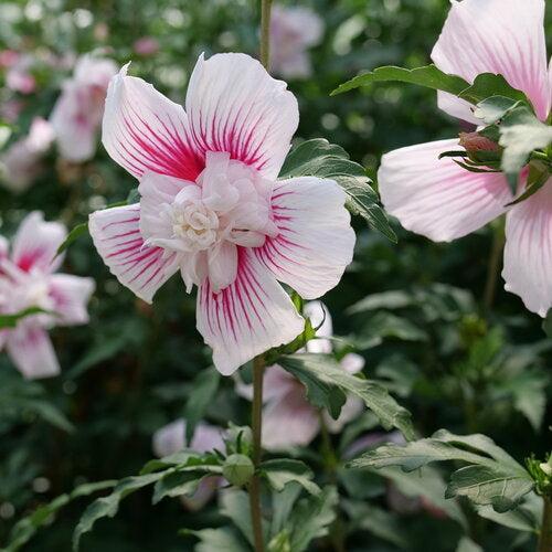 Hibiscus syriacus 'Rwoods6' ~ PW® Starblast Chiffon® Rose of Sharon-ServeScape