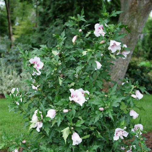 Hibiscus syriacus 'Rwoods6' ~ PW® Starblast Chiffon® Rose of Sharon-ServeScape