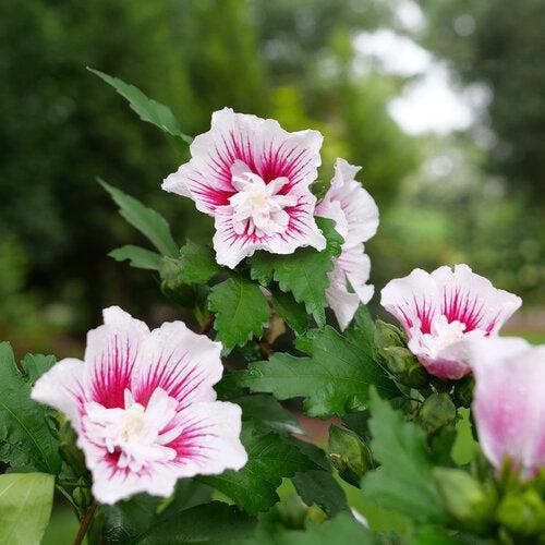 Hibiscus syriacus 'Rwoods6' ~ PW® Starblast Chiffon® Rose of Sharon-ServeScape