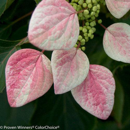 Schizophragma hydrangeoides 'Minsens' ~ Rose Sensation™ False Hydrangea-Vine-ServeScape