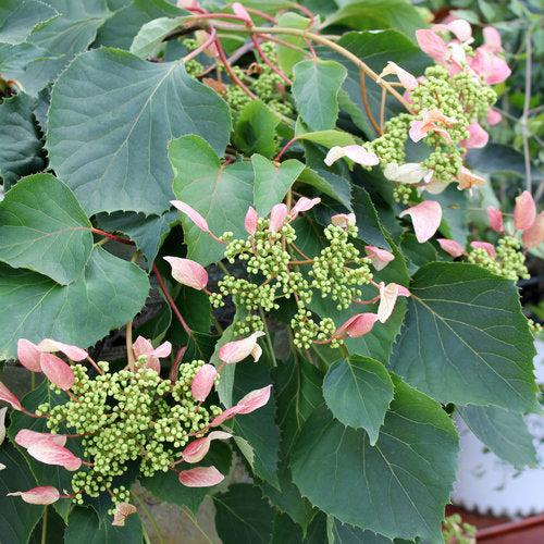 Schizophragma hydrangeoides 'Minsens' ~ Rose Sensation™ False Hydrangea-Vine-ServeScape