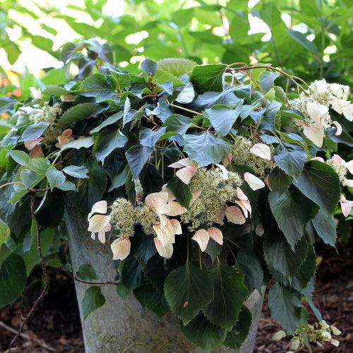 Schizophragma hydrangeoides 'Minsens' ~ Rose Sensation™ False Hydrangea-Vine-ServeScape