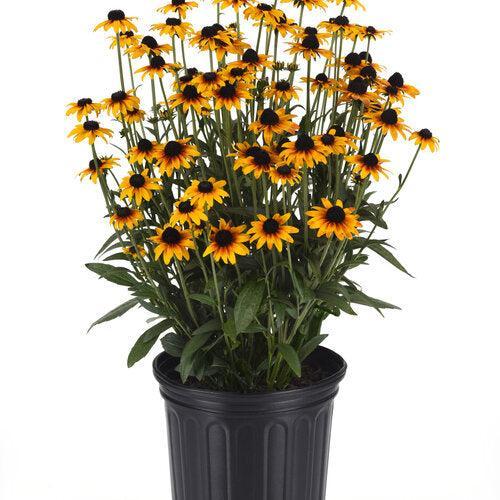 Rudbeckia x 'Suntacular' ~ Suntacular Black-Eyed Susan-ServeScape