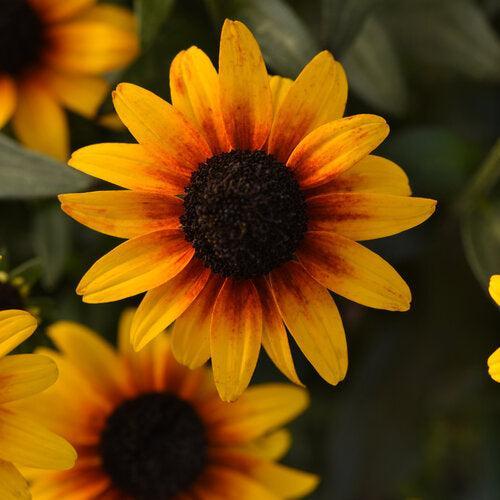 Rudbeckia x 'Suntacular' ~ Suntacular Black-Eyed Susan-ServeScape