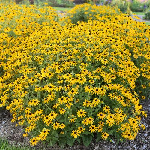 Rudbeckia 'Treasure Trove' ~ Treasure Trove Black-Eyed Susan-ServeScape