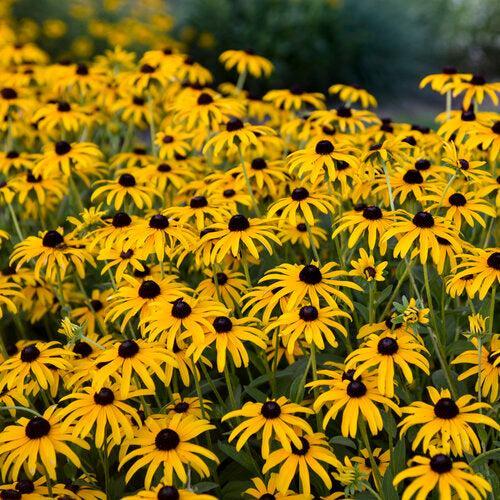 Rudbeckia 'Treasure Trove' ~ Treasure Trove Black-Eyed Susan-ServeScape