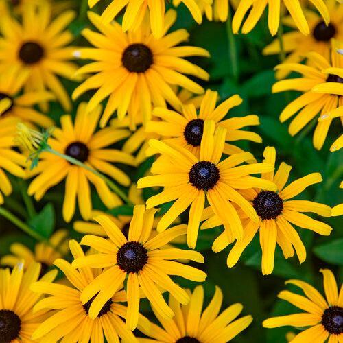 Rudbeckia 'Treasure Trove' ~ Treasure Trove Black-Eyed Susan-ServeScape