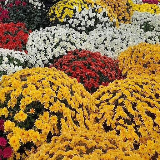 Chrysanthemum ~ Fall Daisy Mum, Yellow-ServeScape