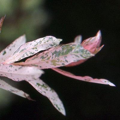 Salix integra 'Hakuro Nishiki' ~ Dappled Willow-ServeScape