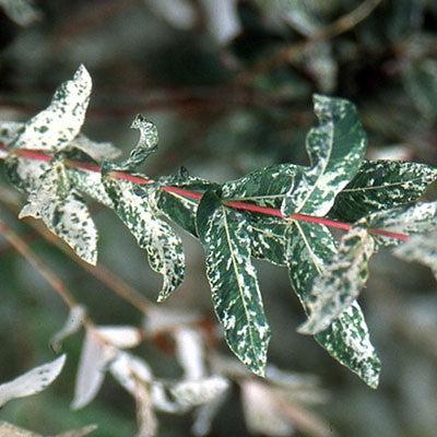 Salix integra 'Hakuro Nishiki' ~ Dappled Willow-ServeScape