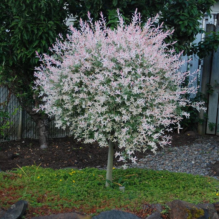 Salix integra 'Hakuro Nishiki' ~ Dappled Willow-ServeScape