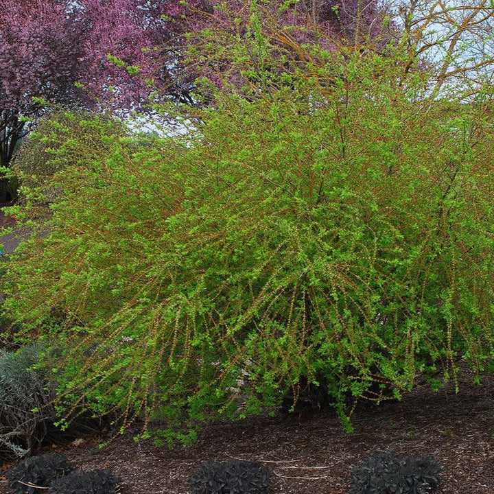 Salix integra 'Hakuro Nishiki' ~ Dappled Willow-ServeScape